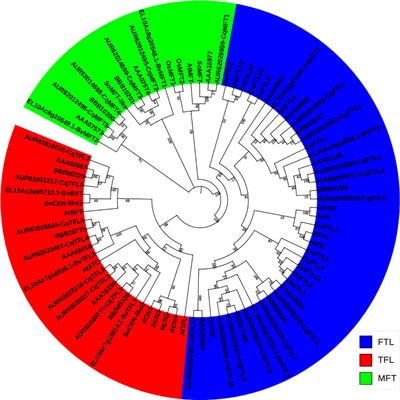 Frontiers | Genome-wide Identification And Expression Analysis Disclose ...